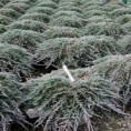 Juniperus horizontalis "Ice Blue" - borievka rozprestretá